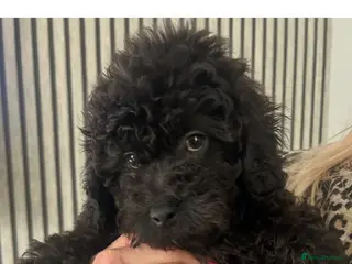 Cavapoo dogs BEAUTIFUL TOY CAVAPOOS - Advert 18