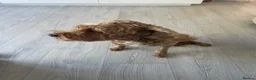 Cavapoo dogs for sale: Friendly Rex in Leicester - Advert 4