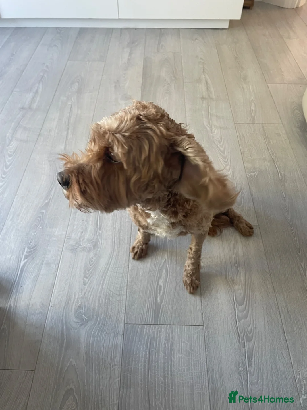 Cavapoo dogs for sale: Friendly Rex in Leicester - Advert 4