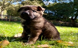 German Shepherd dogs for sale: Ready now, Liverpool, Health Tested Parents - Image 9