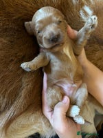 Cavapoo dogs - Advert 4