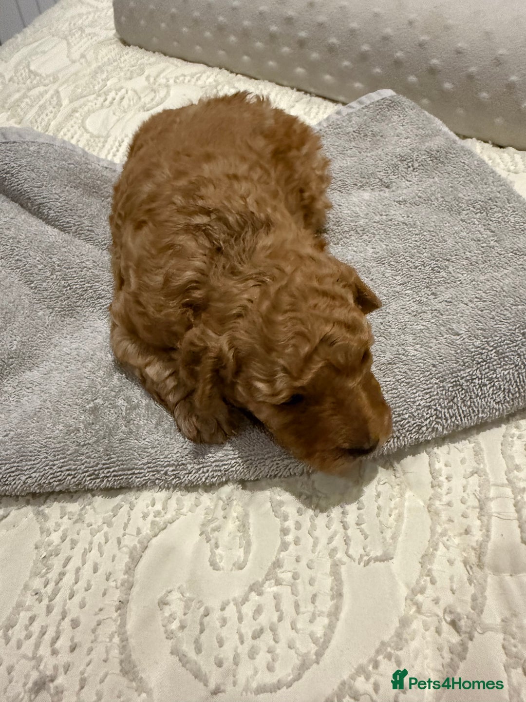 Maltipoo dogs for sale: Toy poodle puppy for sale maltipoo - Image 2