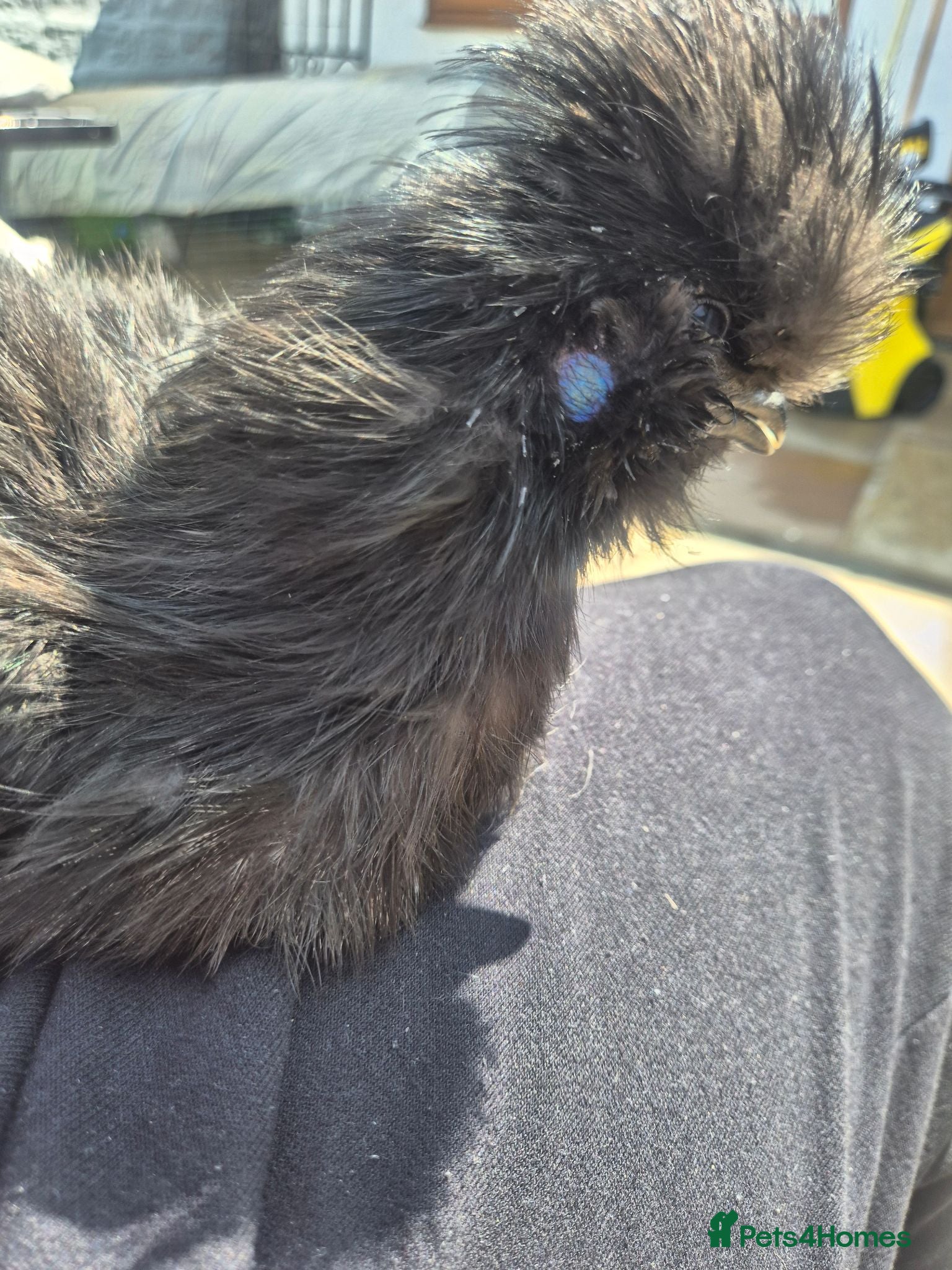 Chickens poultry Silkie cockerel for good home - Advert 1