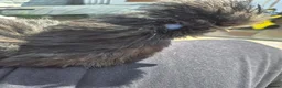 Chickens poultry for sale: Silkie cockerel for good home - Advert 1