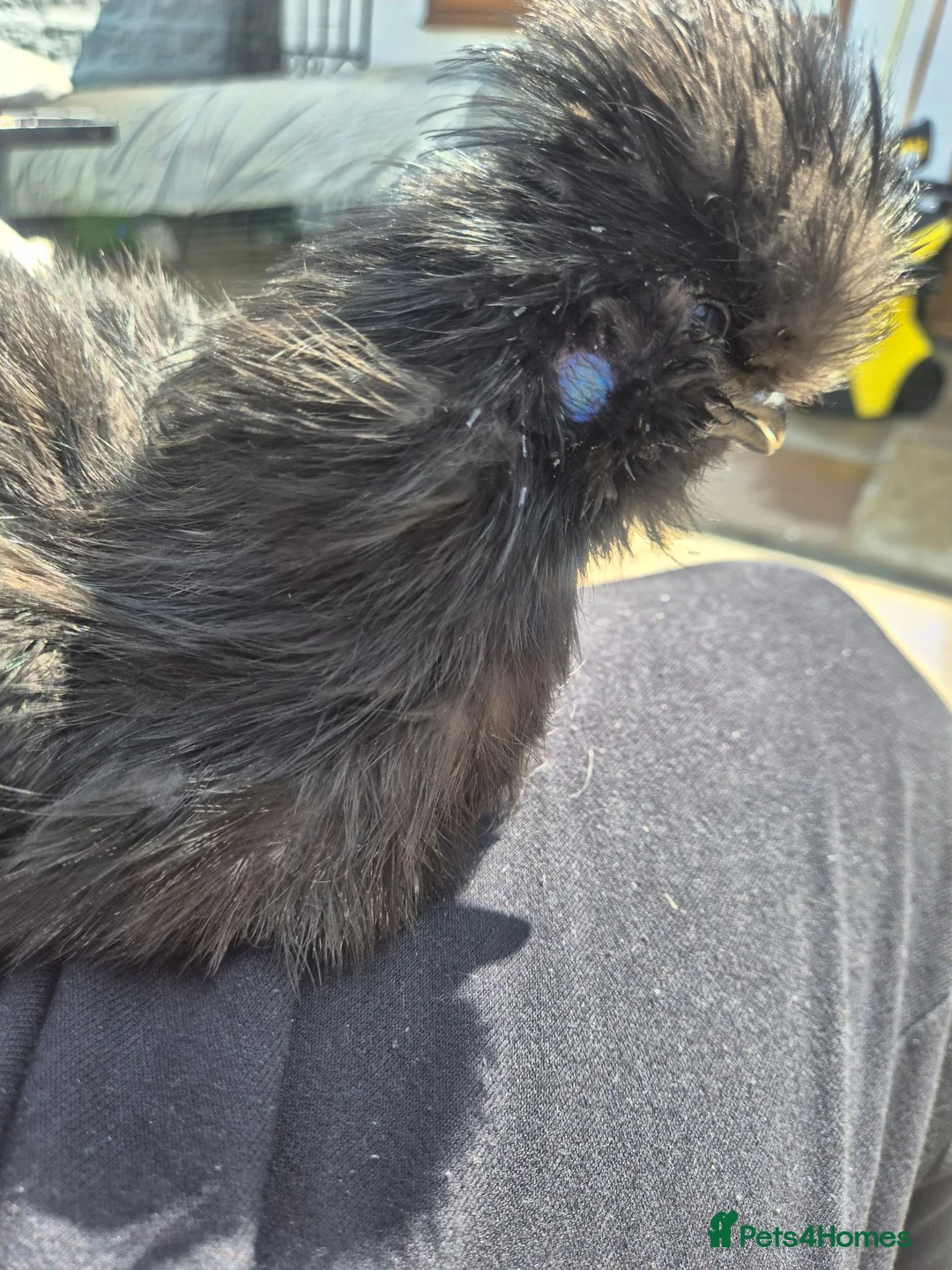 Chickens poultry for sale: Silkie cockerel for good home - Advert 1