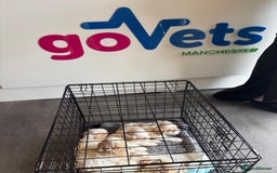 Cavapoochon dogs for sale: ⭐️1 CAVAPOOCHON in Cheshire (KC DAD) ready now✅ - Image 10