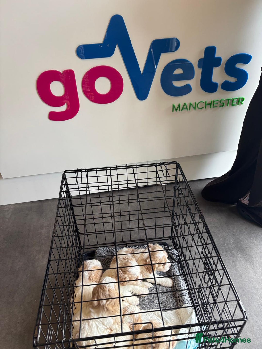 Cavapoochon dogs for sale: ⭐️1 CAVAPOOCHON in Cheshire (KC DAD) ready now✅ - Image 10