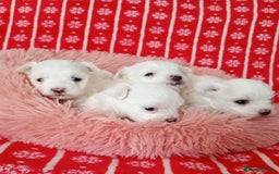 Maltese dogs for sale: Maltese puppies - Image 5