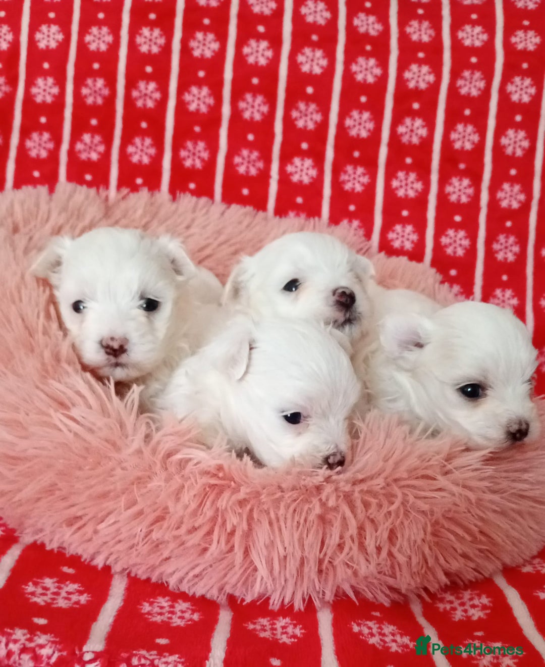 Maltese dogs for sale: Maltese puppies - Image 5