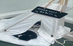 Ragdoll cats for sale: Ragdoll X Kittens for Loving Forever Homes - Image 16