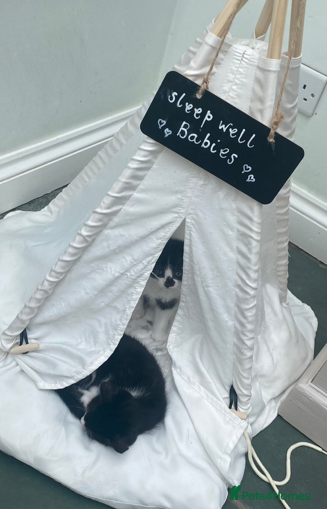 Ragdoll cats for sale: Ragdoll X Kittens for Loving Forever Homes - Image 16