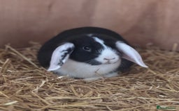 Mini Lop rabbits for sale: the lovely little oreo - Image 1