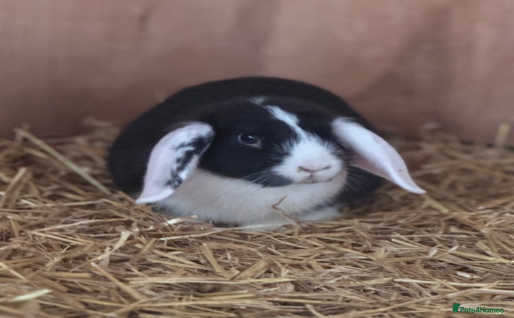 Mini Lop rabbits - Advert 1