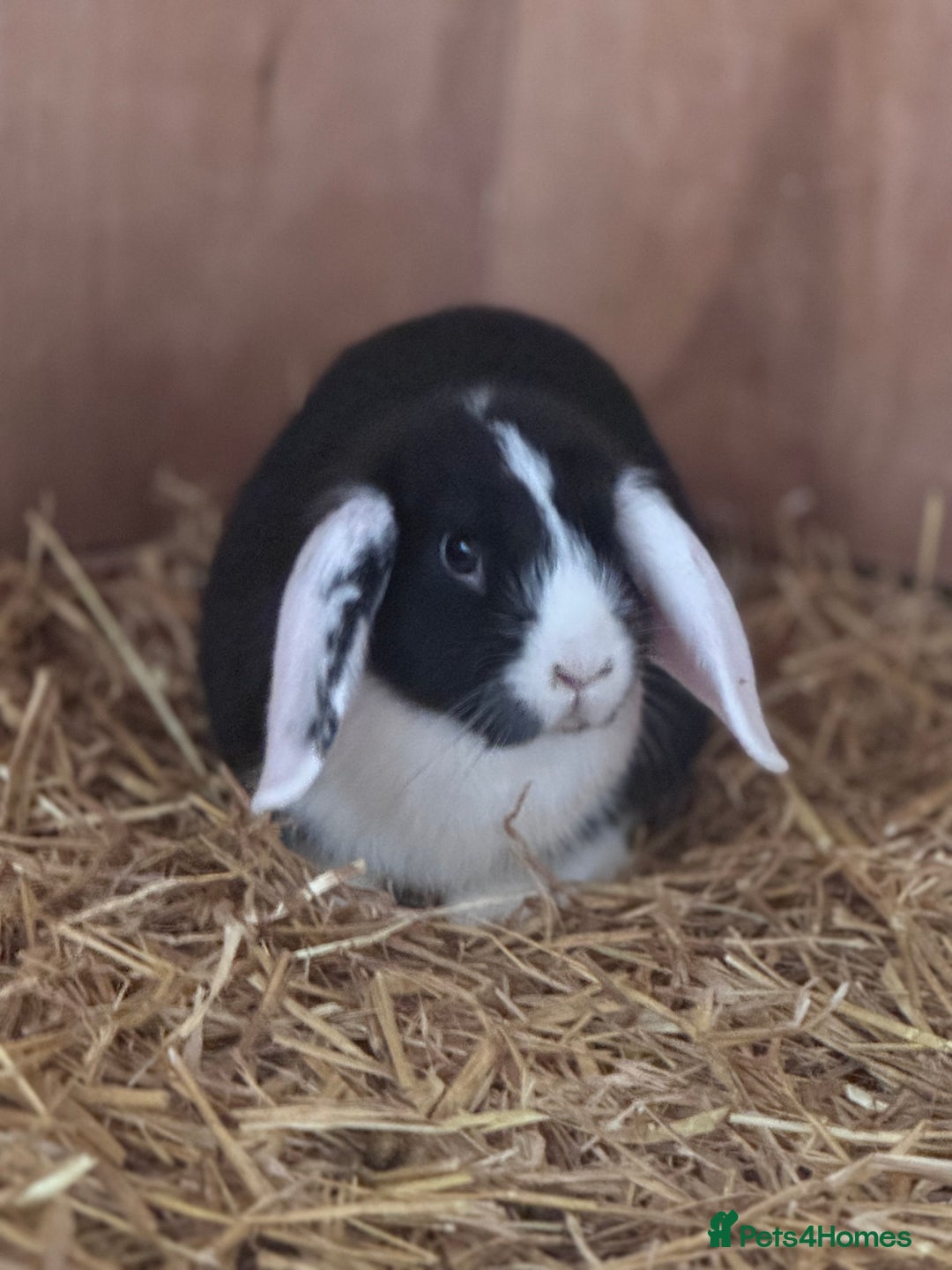 Mini Lop rabbits for sale: the lovely little oreo - Image 1