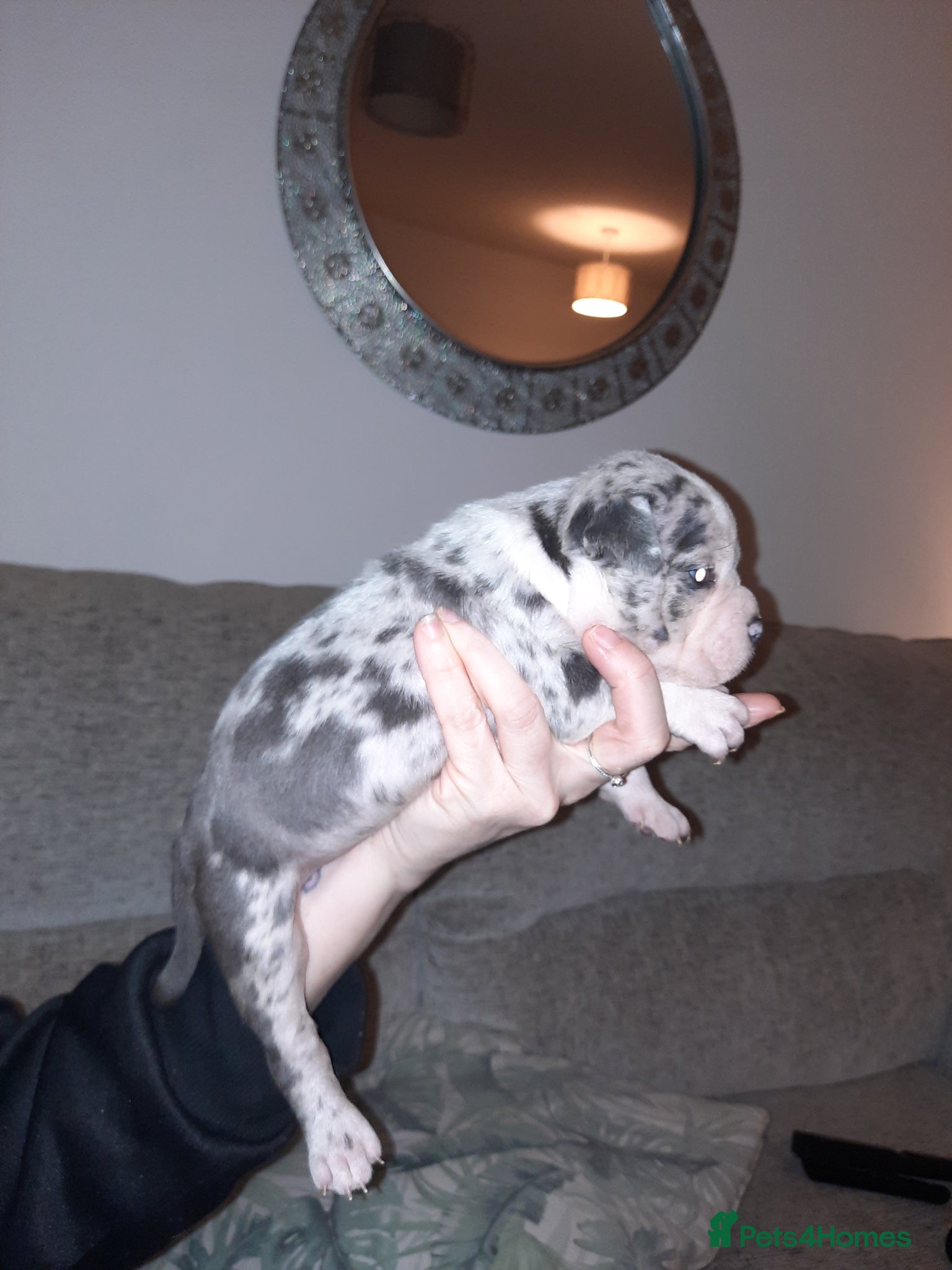 American Bully Puppy 5