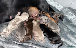 Miniature Dachshund dogs for sale: Miniature Dachshunds  - Image 1