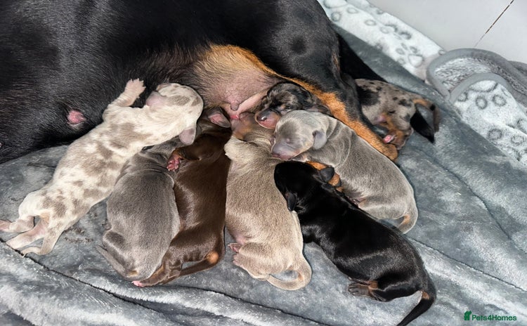 Miniature Dachshund dogs - Advert 3