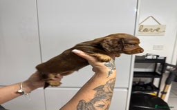 Miniature Dachshund dogs for sale: Beautiful Longhair miniature Dachshund - Image 36