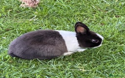Netherland Dwarf rabbits for sale: Gorgeous Grey Netherland dwarf bunny - Image 1
