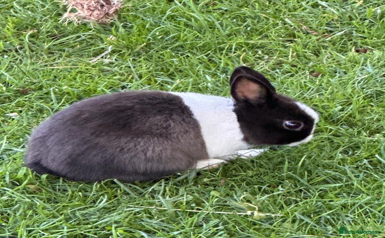Netherland Dwarf rabbits - Advert 1