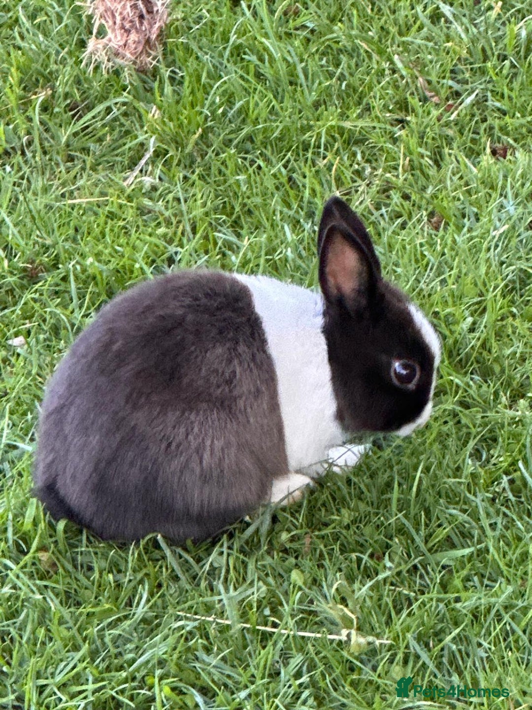 Netherland Dwarf rabbits for sale: Gorgeous Grey Netherland dwarf bunny - Image 1