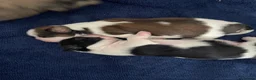 Shih Tzu dogs for sale: Beautiful Shih Tzu puppies looking for good homes in Bolton - Advert 10