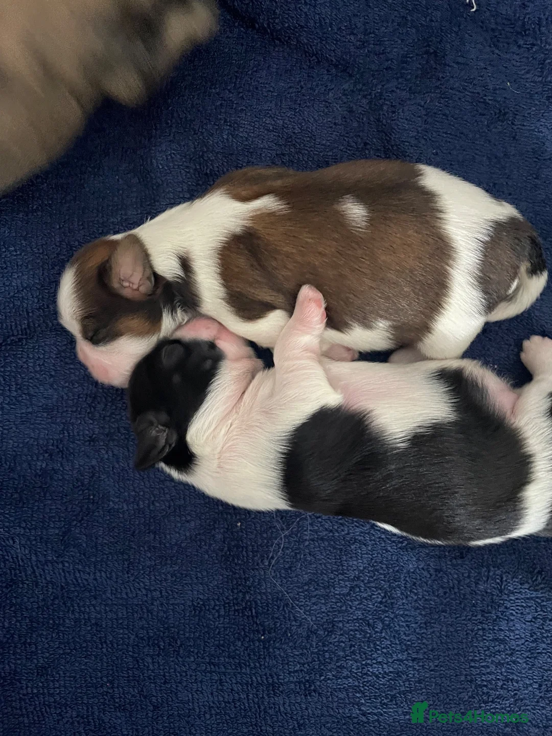 Shih Tzu dogs for sale: Beautiful Shih Tzu puppies looking for good homes in Bolton - Advert 10
