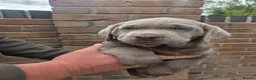 Labrador Retriever dogs for sale: 🤍 beautiful chunky silver/charcoal KC reg pups 🤍 - Advert 16