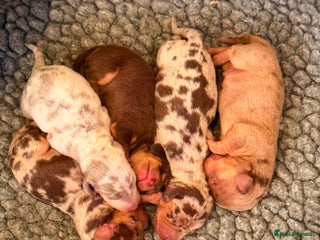 Miniature Dachshund dogs for sale - Advert 1