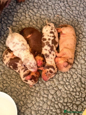 Miniature Dachshund dogs - Advert 3