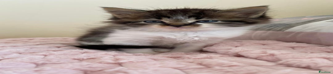 Maine Coon Kitten 1