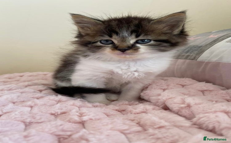 Maine Coon cats - Advert 10