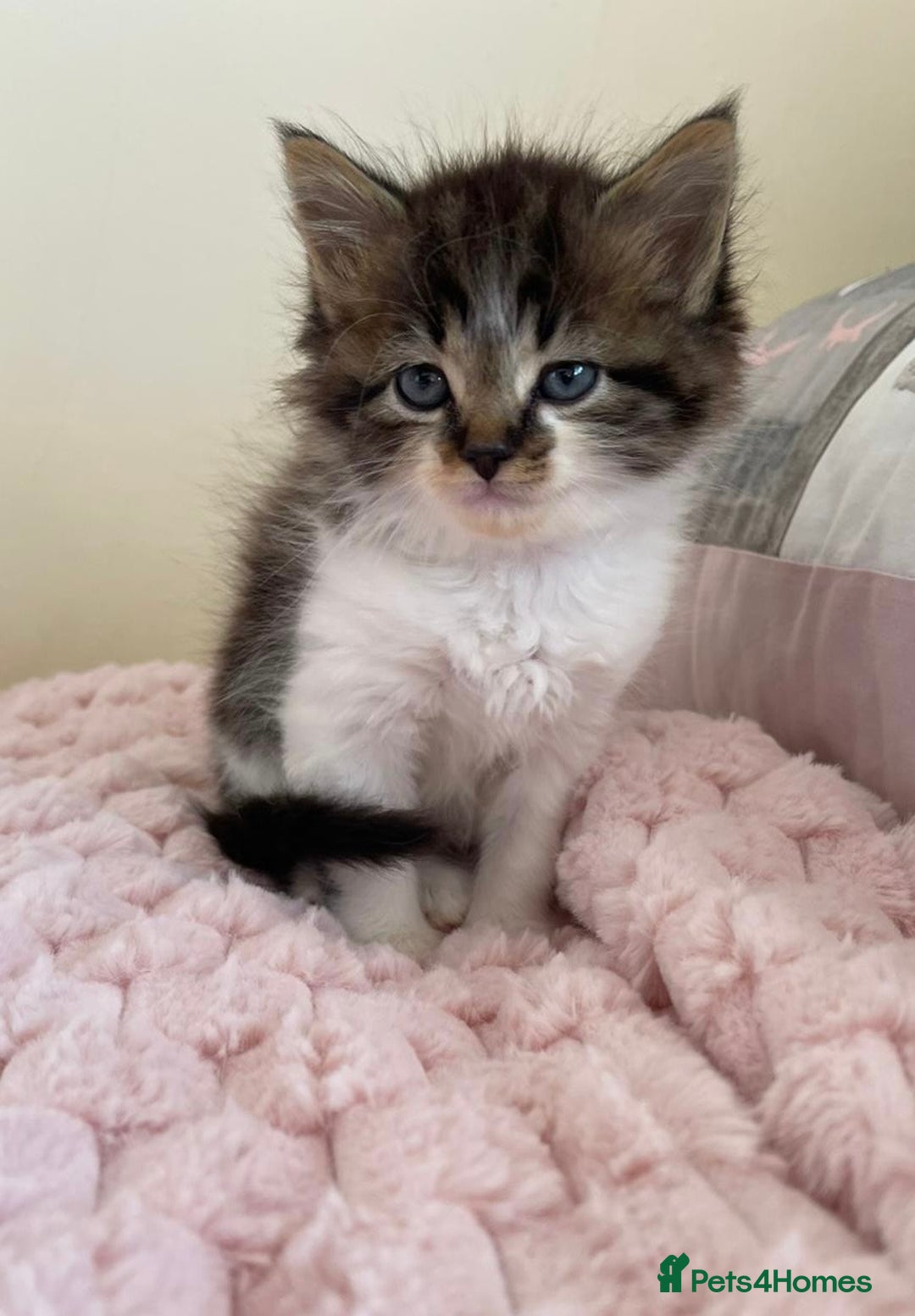Maine Coon cats for sale: Maine Coon Cross Kittens  - Image 1