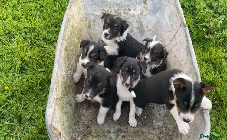 Mixed Breed dogs - Advert 1