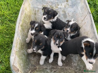 Mixed Breed dogs - Advert 27