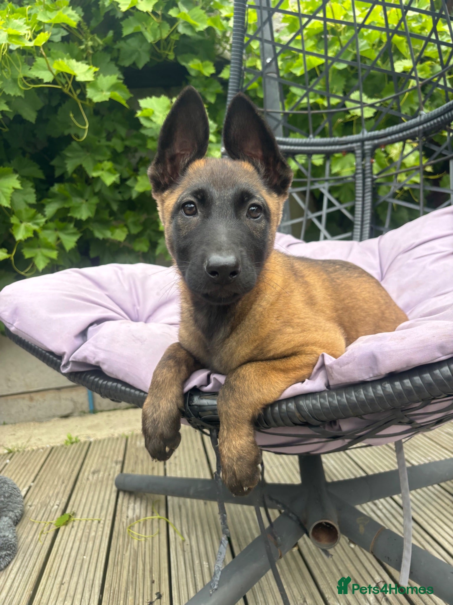 Belgian Shepherd Dog dogs Ready to leave Female Pups  - Advert 4