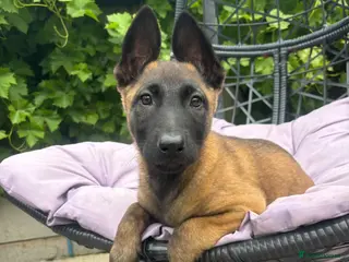 Belgian Shepherd Dog dogs Ready to leave Female Pups - Advert 1