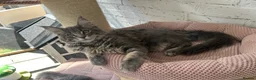 Maine Coon cats for sale: TICA Maine Coon Girls Ready Now DNA clear  - Advert 15