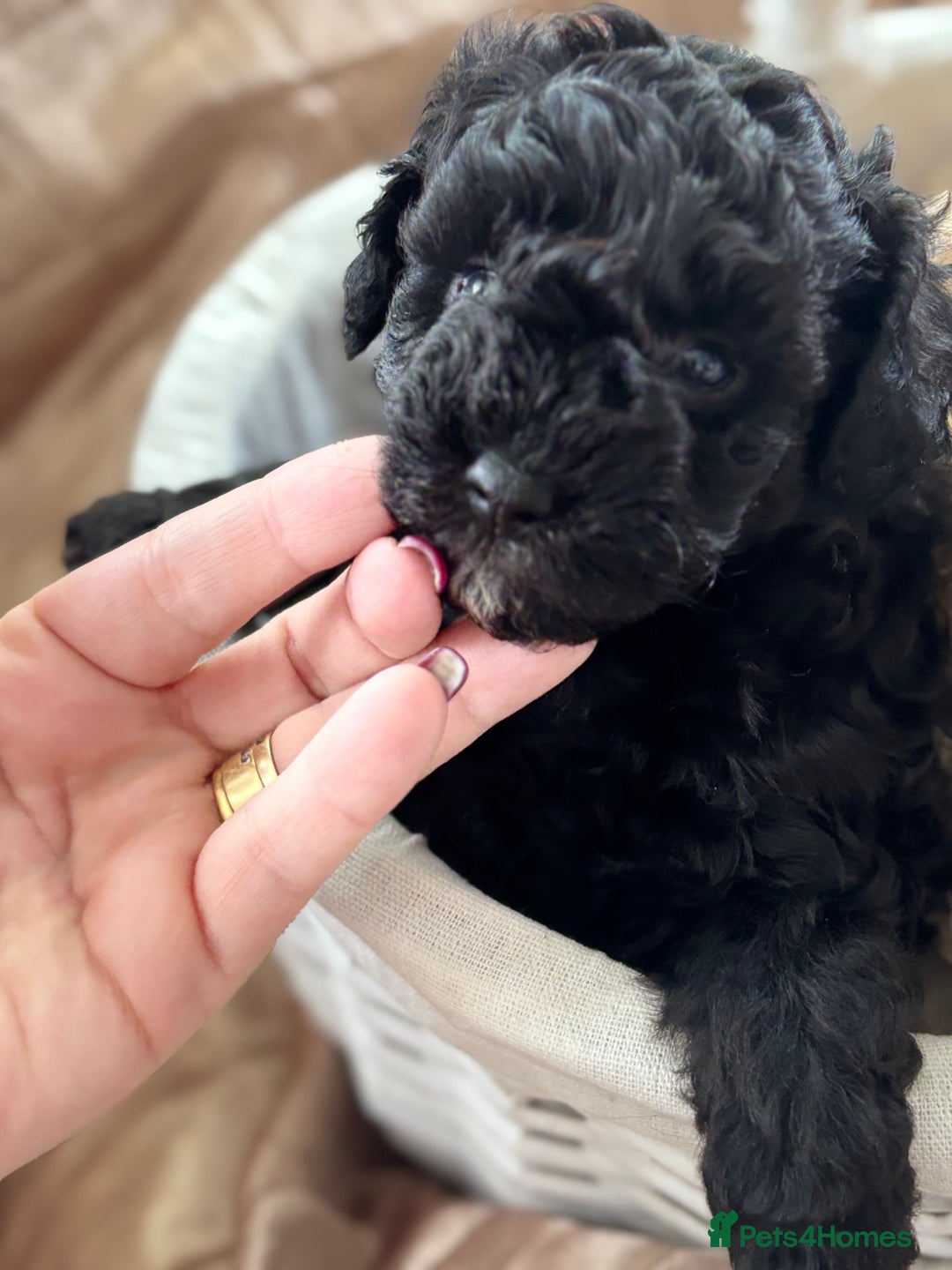 Poochon dogs for sale: Puppies for sale  - Advert 15