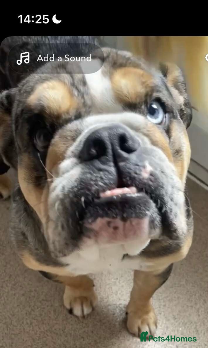 English Bulldog dogs Disney female English bulldog - Advert 5