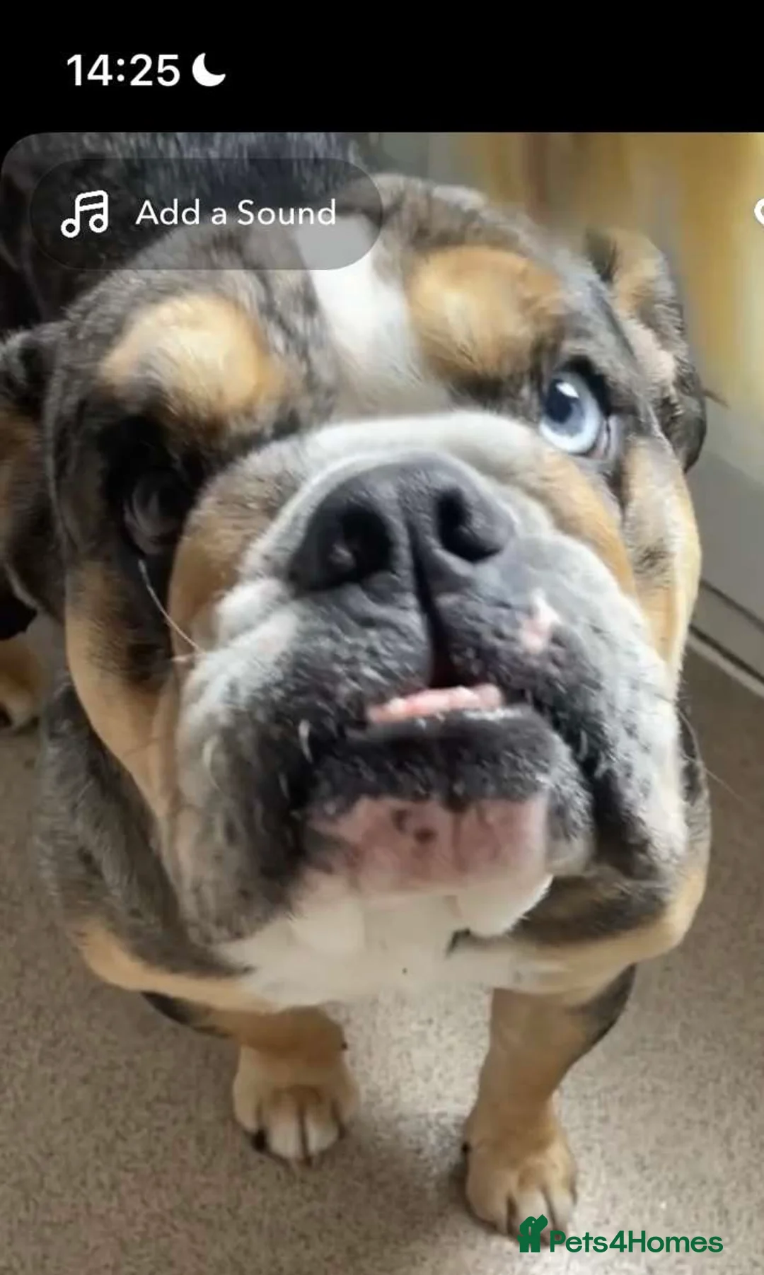 English Bulldog dogs for sale: Disney female English bulldog - Advert 1