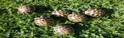 Hermann Tortoise reptiles for sale: Hermann's Thb & Spur-thighed - Advert 3