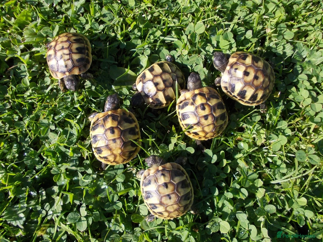 Hermann Tortoise reptiles for sale: Hermann's Thb & Spur-thighed - Advert 3