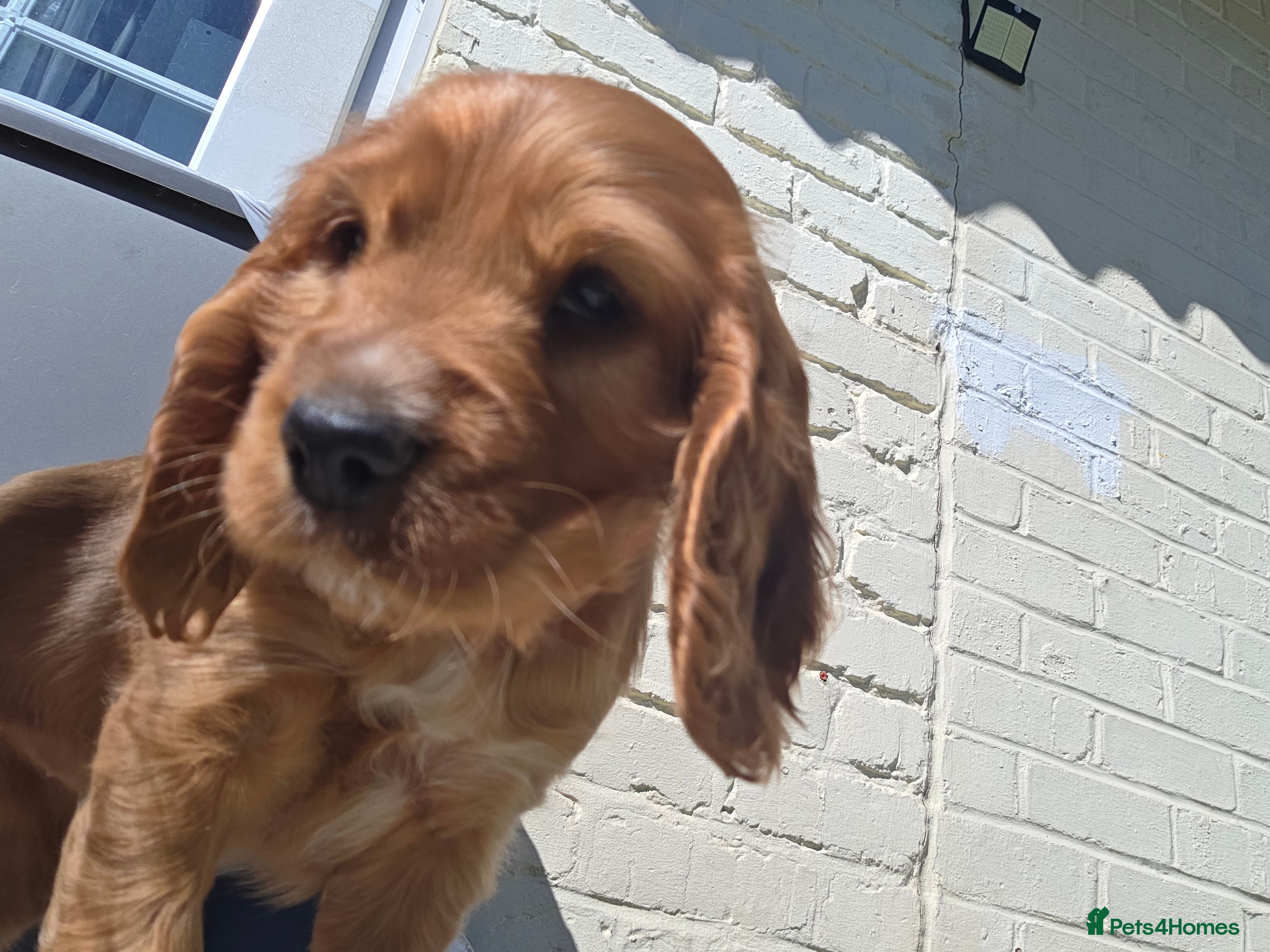 Cocker Spaniel dogs Cocker spaniel puppies - Advert 18