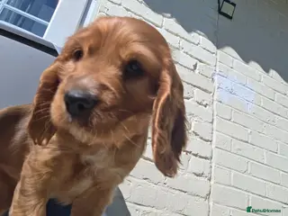 Cocker Spaniel dogs Cocker spaniel puppies - Advert 18