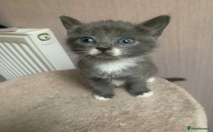 Mixed Breed cats - Advert 12