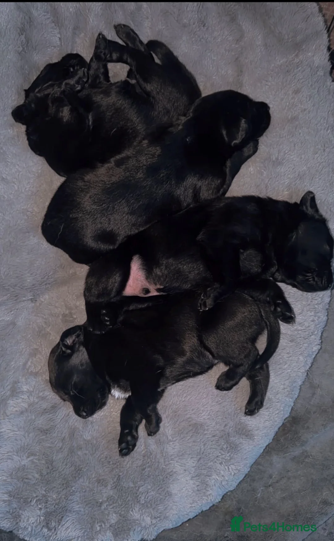 Mixed Breed dogs for sale: 🎄🐾 Beautiful German Shep/Springador Puppies 🐾🎄 - Advert 3