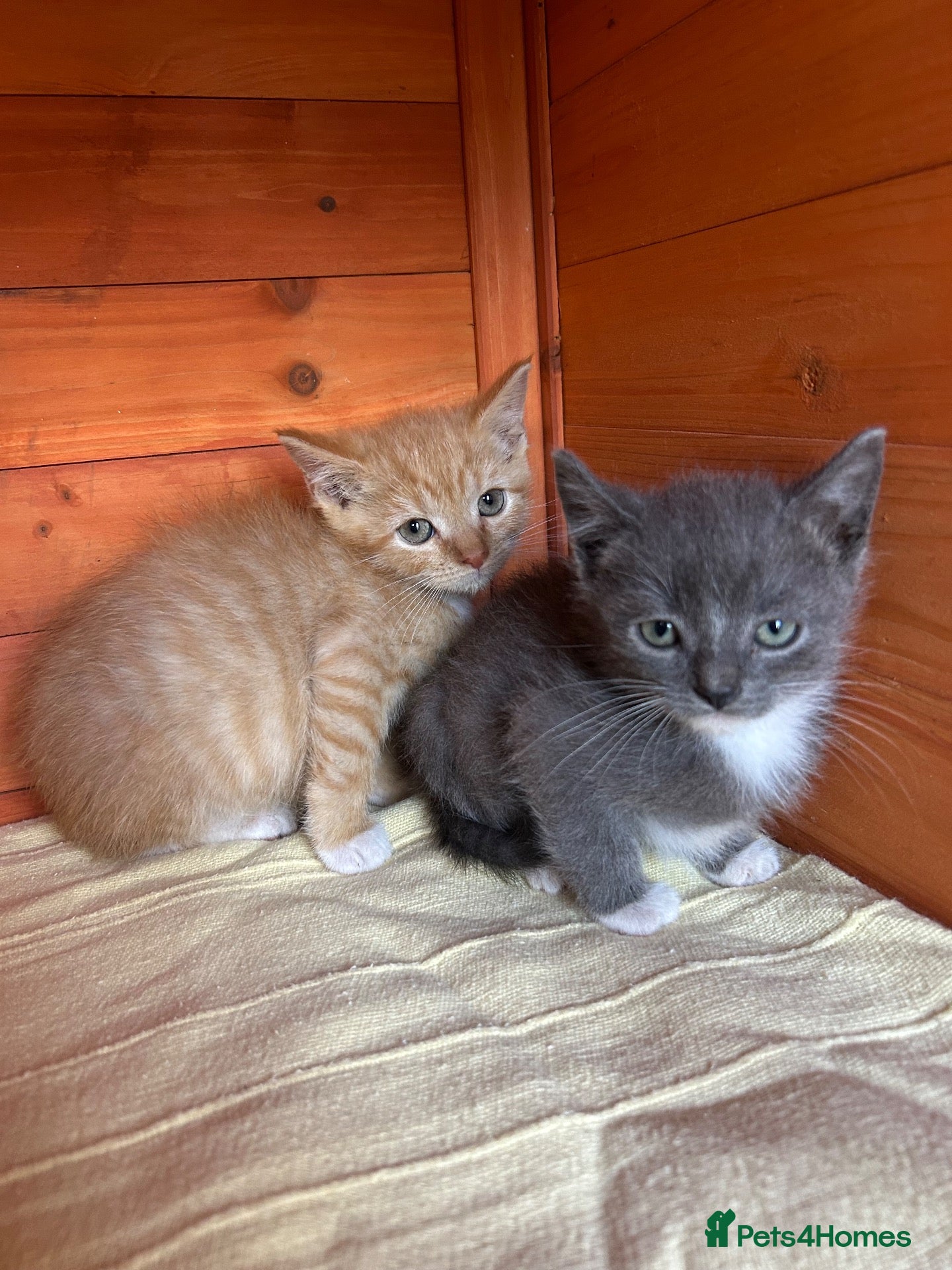 Mixed Breed cats Stunning kittens available ready now  - Advert 2