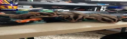 Sugar Glider rodents for sale: 3 female sugar gliders and set up - Advert 9