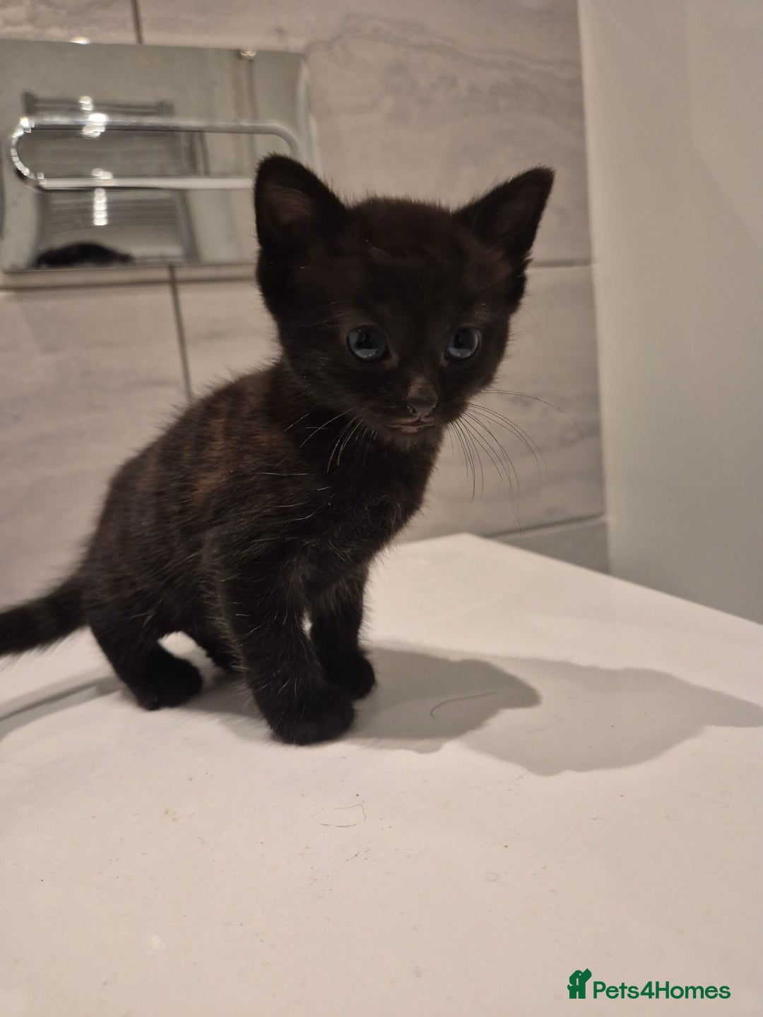 Mixed Breed cats for sale: Two adorable kittens needing a home - Advert 11